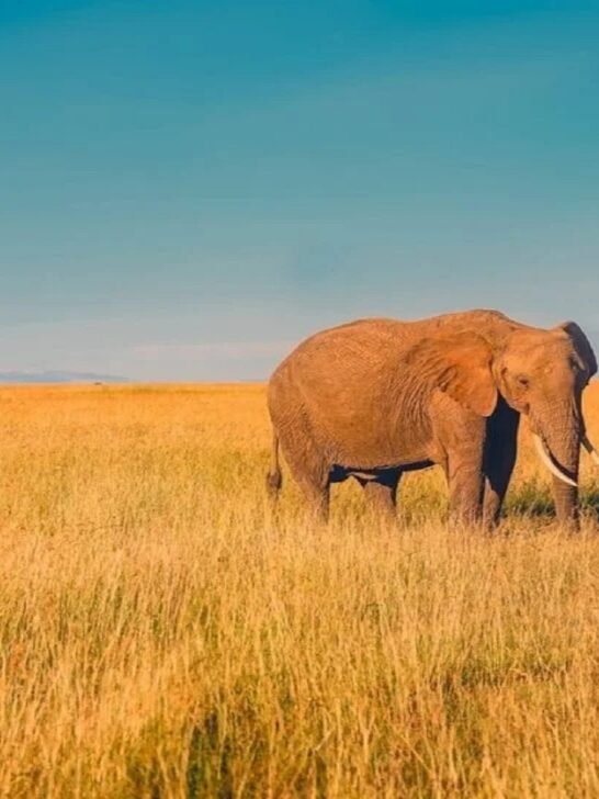 How to Travel Around Africa: A Comprehensive Guide