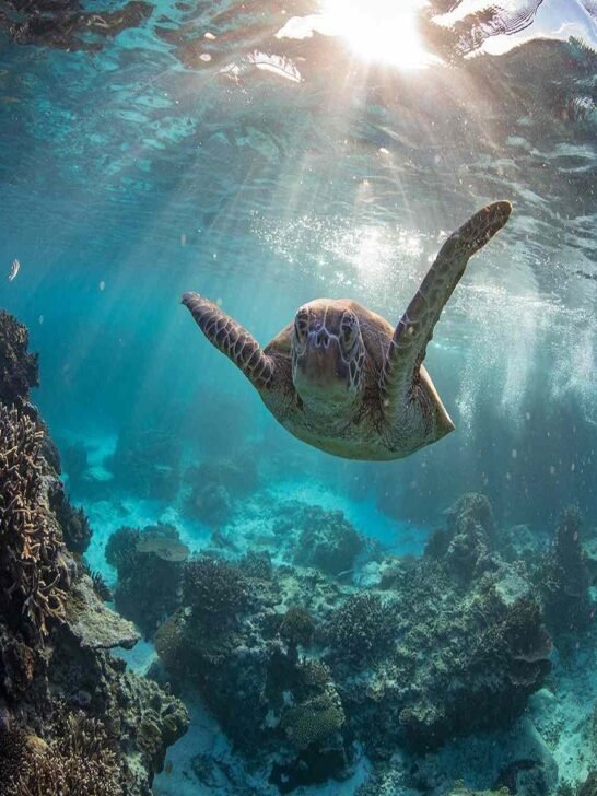 Best Places to Go Scuba Diving: Explore the Underwater Wonders