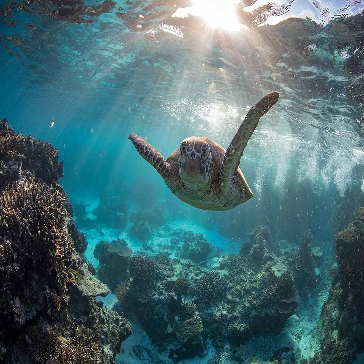 Best Places to Go Scuba Diving: Explore the Underwater Wonders
