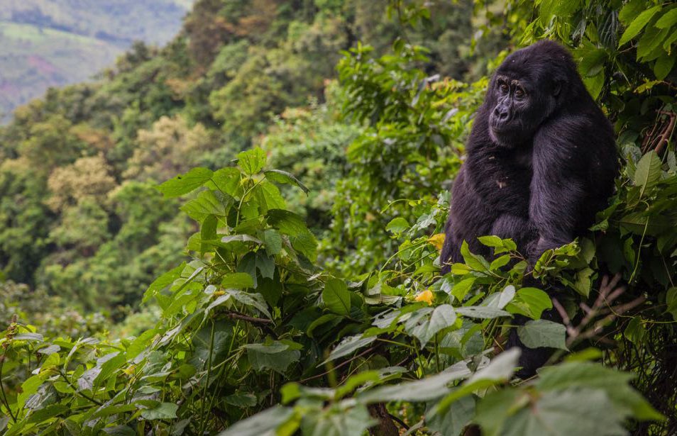 Wildlife safari experience in East African countries