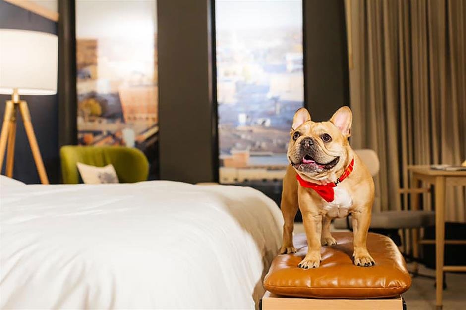 Cozy room setup in Beckley pet friendly hotels for travelers