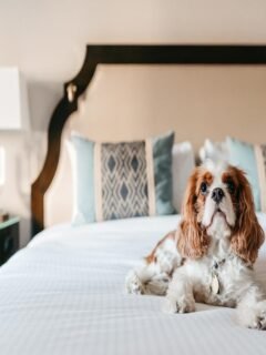 Dog relaxing on a comfortable bed at Beckley pet friendly hotels