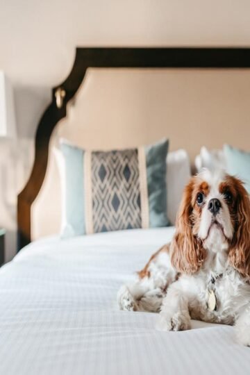 Dog relaxing on a comfortable bed at Beckley pet friendly hotels