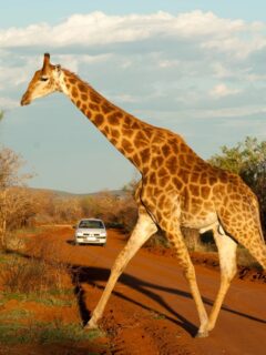 Giraffe crossing a dirt road during the best safari in South Africa with a car approaching in the background