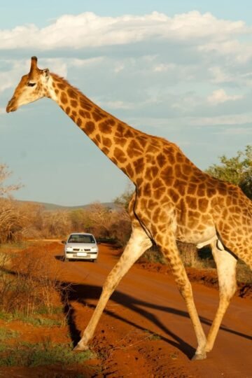 Giraffe crossing a dirt road during the best safari in South Africa with a car approaching in the background