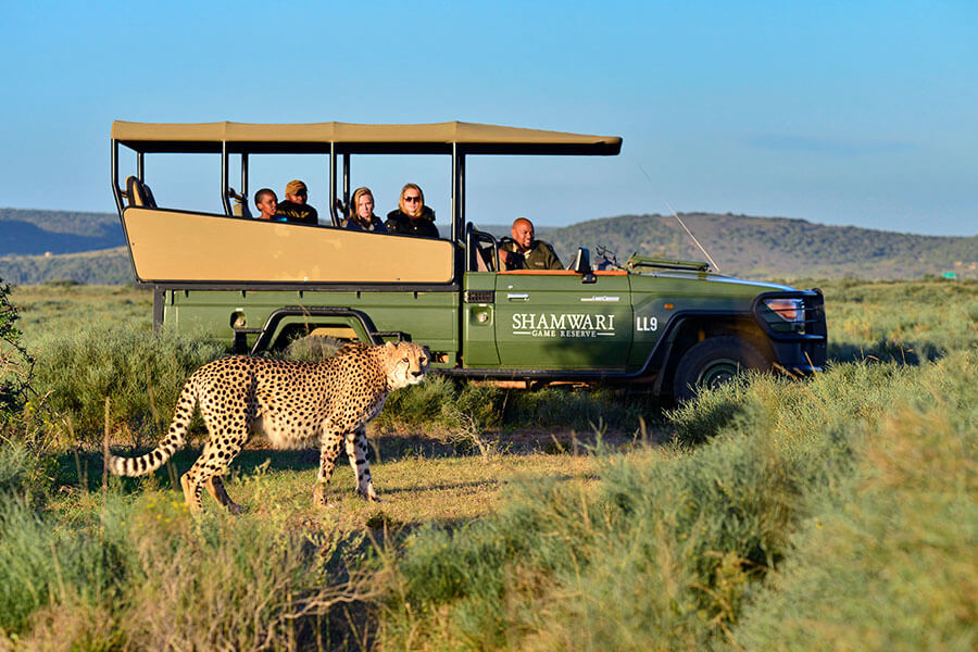 Lions roaming freely during the best safari in South Africa at Kruger National Park